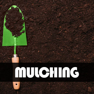 Services Mulching