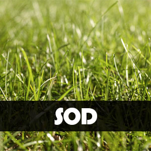 Services SOD